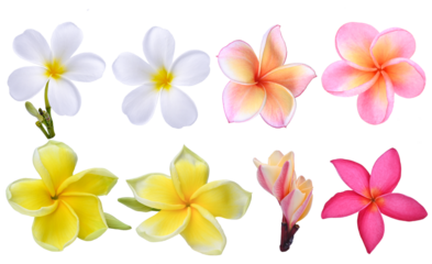 white ;pink yellow;Plumeria, frangipani flowers ;hawai flower isolated on  transparent.