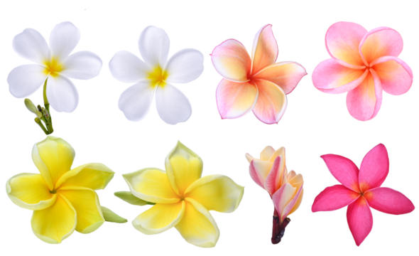 white ;pink yellow;Plumeria, frangipani flowers ;hawai flower isolated on  transparent.