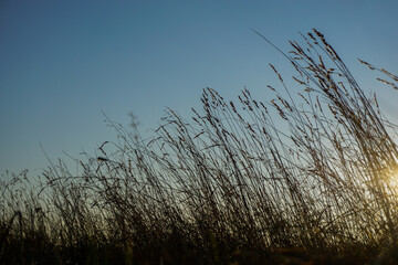 Low angle view of grass agains sky