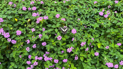 Close up of beautiful garden with green leaves. Butterfly and plants in background