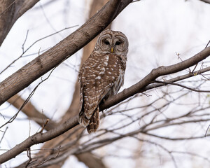 Juvenile Barred Owl Perched In A Tree