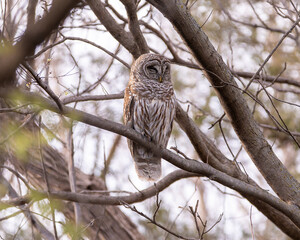 Juvenile Barred Owl Perched In A Tree