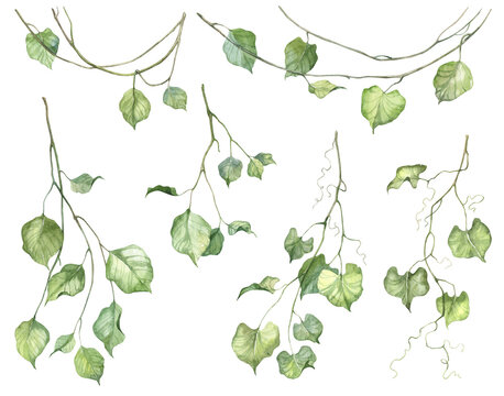 Detailed realistic green leaves on twigs isolated on white background. Watercolor hand painted botany. Green stem set