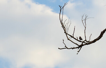 A bird perched on a tree branch against a clear blue sky, with vibrant feathers and serene surroundings.
