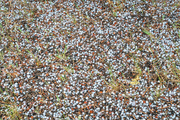 juniper berries covering ground in a semiarid desert in the southwest USA
