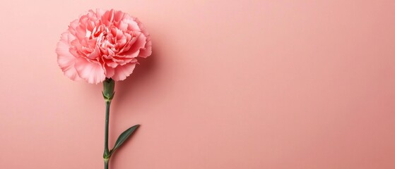 Elegant Coral Carnation Blossom on a Soft Pink Backdrop Capturing Delicate Floral Beauty and Minimalist Style with a Clean Aesthetic and Serene Mood