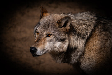 gray wolf canis lupus