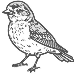 Fototapeta premium Detailed illustration of a bird in profile, showcasing intricate feather patterns and a natural look