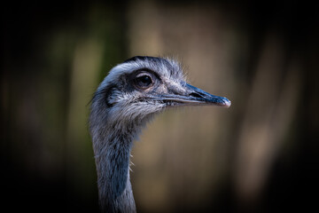 Strauss Emu
