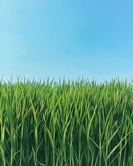 Obraz premium A vibrant field of lush green grass stretches out under a bright blue sky, dotted with fluffy white clouds, creating a serene and picturesque outdoor scene.