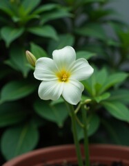 Fototapeta premium A small white flower with a yellow center in a pot