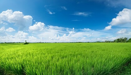 Fototapeta premium lush green rice field under clear blue sky in wide open space with soft white clouds