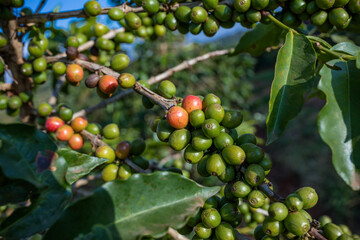 red berries on a tree Coffee red breen berries cherries leaves plants field vegetaions meadows landscapes Kenya East Africa