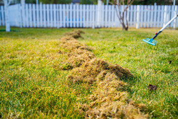 Amount of dry grass after raking the lawn after winter. Lawn care in spring