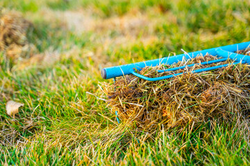 Rake with dry grass from the lawn close-up. Cleaning the grass after winter. Lawn care in the spring