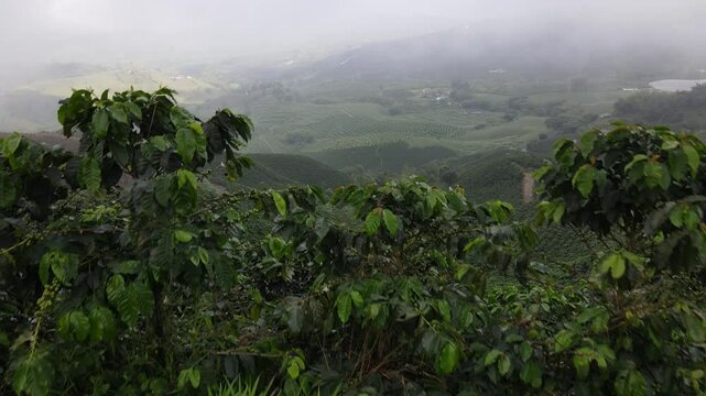 Tomas a&eacute;reas de cafetales en colombia