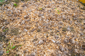 Chicken droppings with sawdust on a vegetable garden bed close-up. Fertilizing the soil with bird droppings