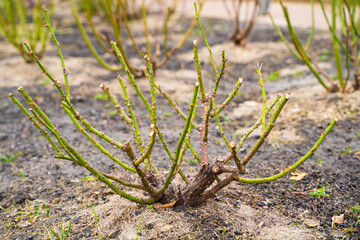 Pruned rose bushes in a country rose garden after winter. Leafless rose stems await summer. Soil insulation with sawdust
