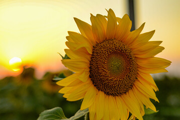 Beautiful sunflowers in the field at sunset