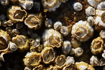 Marine polyps close-up