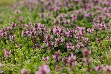 Red dead nettle blooming in petrin gardens, prague, czech republic