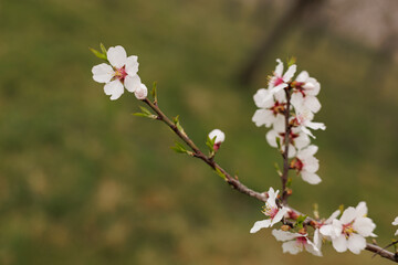 Blooming almond tree branch in petrin gardens, prague, during springtime copy space