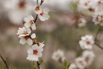 Almond tree blossoming in petrin gardens, prague, in march copy space