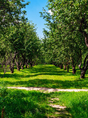 Apple orchards in summer on a sunny day