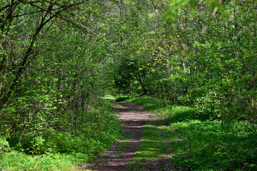 Fototapeta premium path deep in the forest