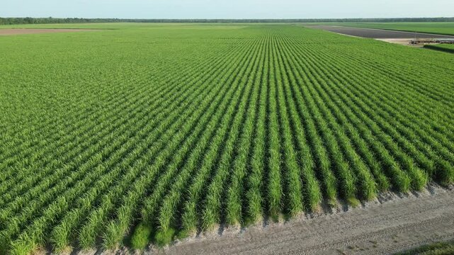 Rows of Crops Louisiana
