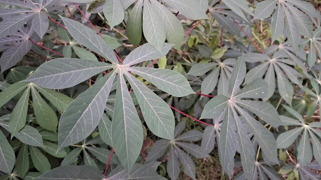Cassava Tree Leaves Swaying in the Morning Breeze &ndash; High-Quality 4K Video &ndash; Agricultural Footage for Farming, Nature, and Sustainable Agriculture Projects