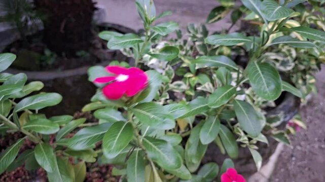 The pink petaled flowers bloom beautifully and beautifully, surrounded by green leaves. Cayenne Jasmine ,Periwinkle, Catharanthus rosea, Madagascar Periwinkle, Vinca (catharanthus) cora, Apocynaceae