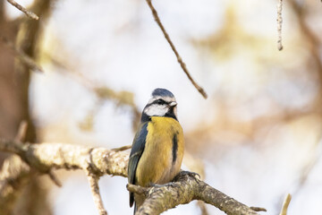 Un maravilloso y elegante Cyanistes caeruleus (Herrerillo común)