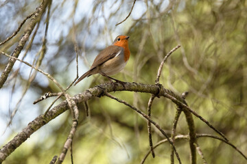 Petirrojo europeo (Erithacus rubecula) posado en la rama
