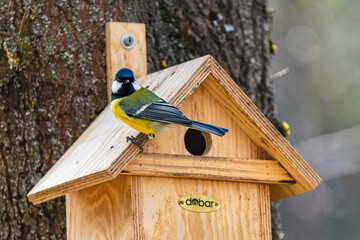 Birds in the forest in the Czech Republic