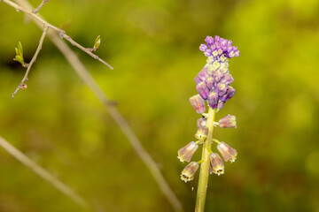 Muscari comosum, Jacinto comoso, hierba del querer, Nazareno (leopoldia comosa) es una hierba de flores color purpura o azul