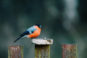 Birds in the forest in the Czech Republic