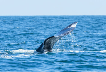 Fototapeta premium A stunning close-up of a humpback whale tail fluke rising from the ocean, with water cascading down. Captured in the wild, this image highlights marine wildlife, conservation, and eco-tourism themes