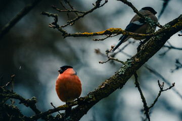 Birds in the forest in the Czech Republic