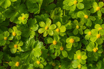 Spring green flower. Sanicula epipactis. Hacquetia epipactis. Natural background for spring and...