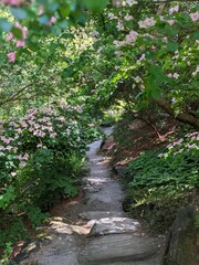 Fototapeta premium Flower Path 