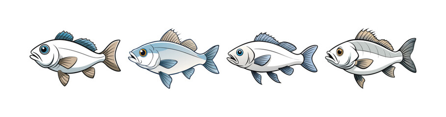 Set of  Realistic White Sea Bass Illustration Featuring Bright Colors