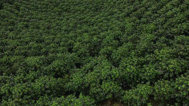 Tomas a&eacute;reas de cafetales en colombia