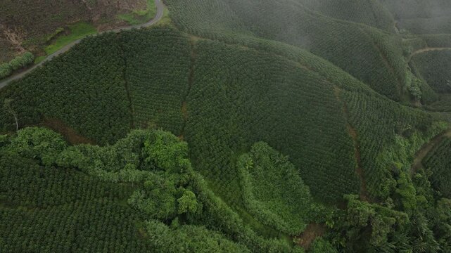 Tomas a&eacute;reas de cafetales en colombia