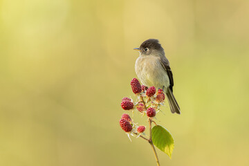 Black-capped Flycatcher, Empidonax atriceps, sitting on a blackberryin Costa Rica