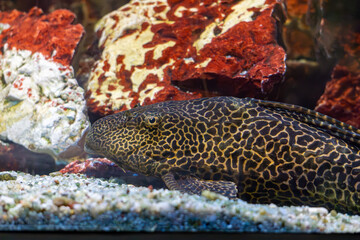 Hypostomus plecostomus, also known as the sucker catfish or common pleco. a huge algae eater in the aquarium.