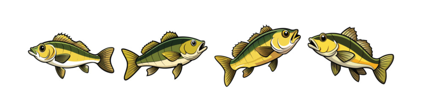 Set of Beautiful Yellowbelly Bass Fish Realistic Art