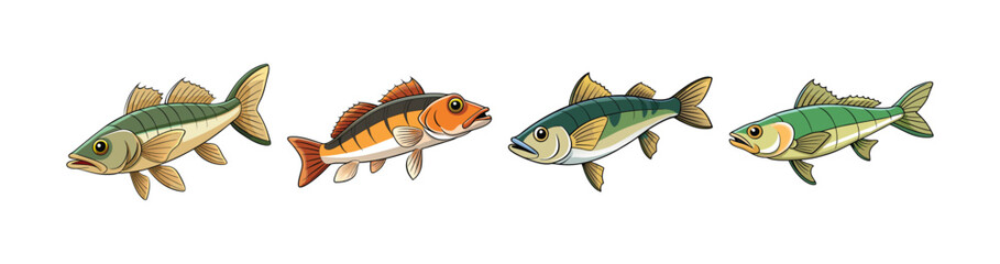 Set of Beautiful Zander Fish Realistic Color Art