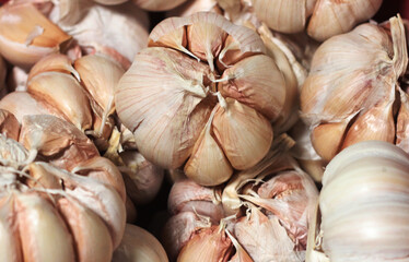 Close up of fresh garlic bulb