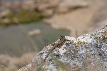 Lizard on the rock